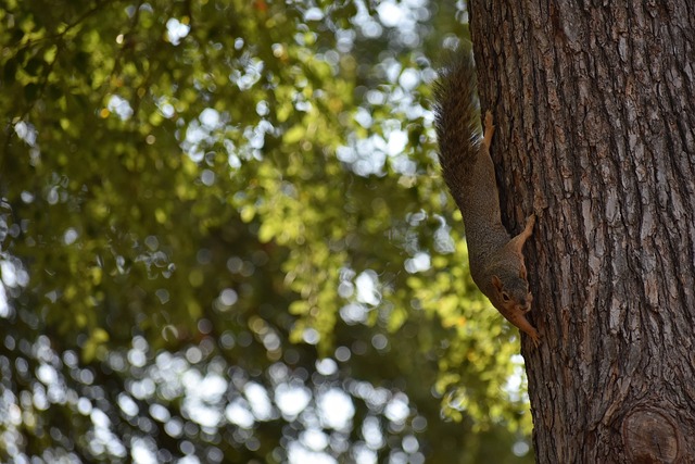 美国的国际 美国的国际